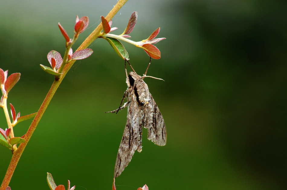  p> a href="#" data-lemmaid="1871398">绒星天蛾 /a>( i>dolbina