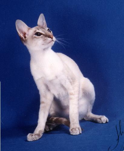  p>短毛猫是家养猫,皮毛不长,很短.