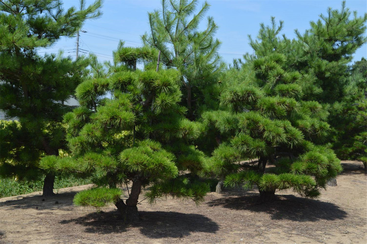 黑松（松科松属植物）_百度百科