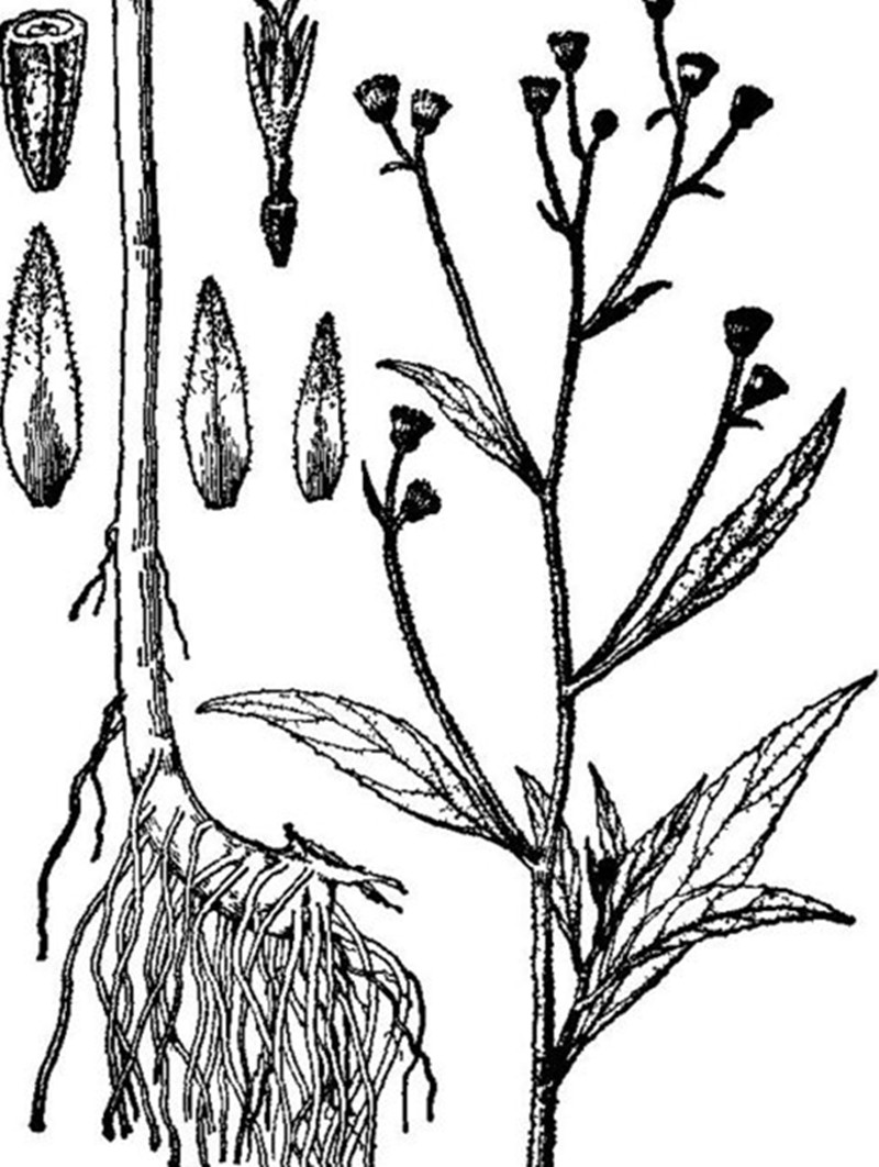 p>天山飞蓬(学名:erigeron tianschanicus)是 a href="#" data-lemma