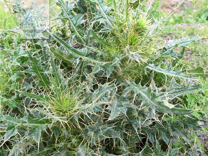  p>大翅蓟(学名:onopordum acanthium),为 a>被子植物门 /a>, a>双子