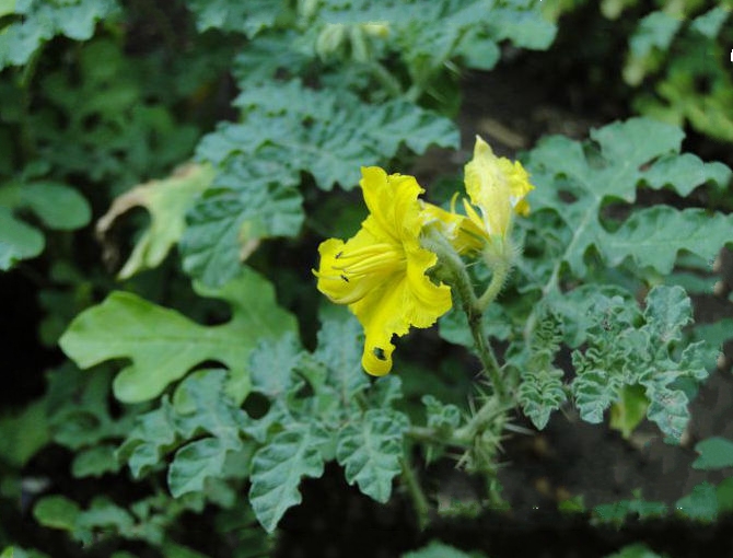  p>黄花刺茄(学名: i>solanum  rostratum   /i>dunal)是茄科,茄属