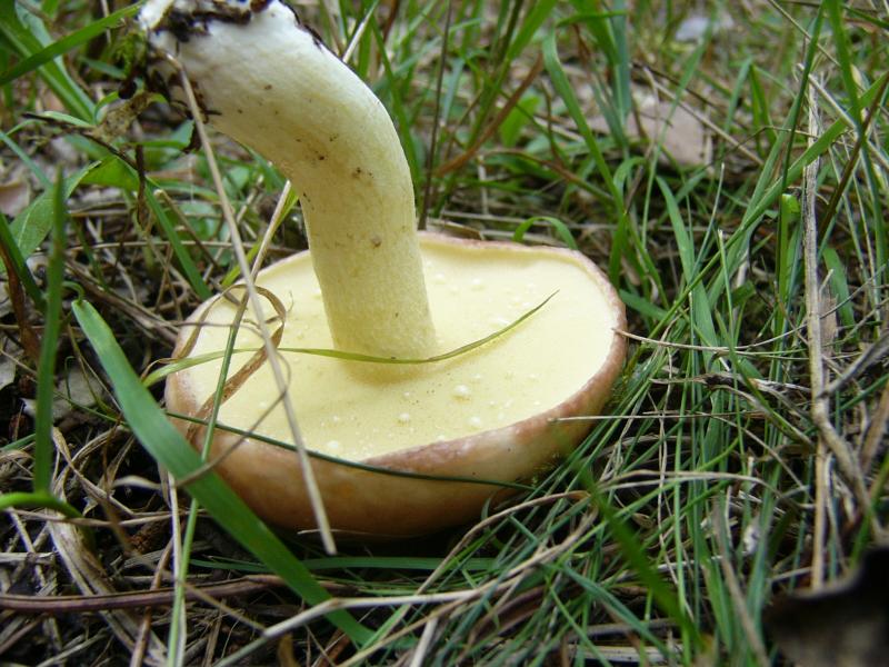 点柄粘盖牛肝菌