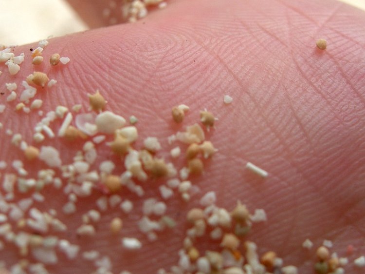 星砂是一种有孔虫,是