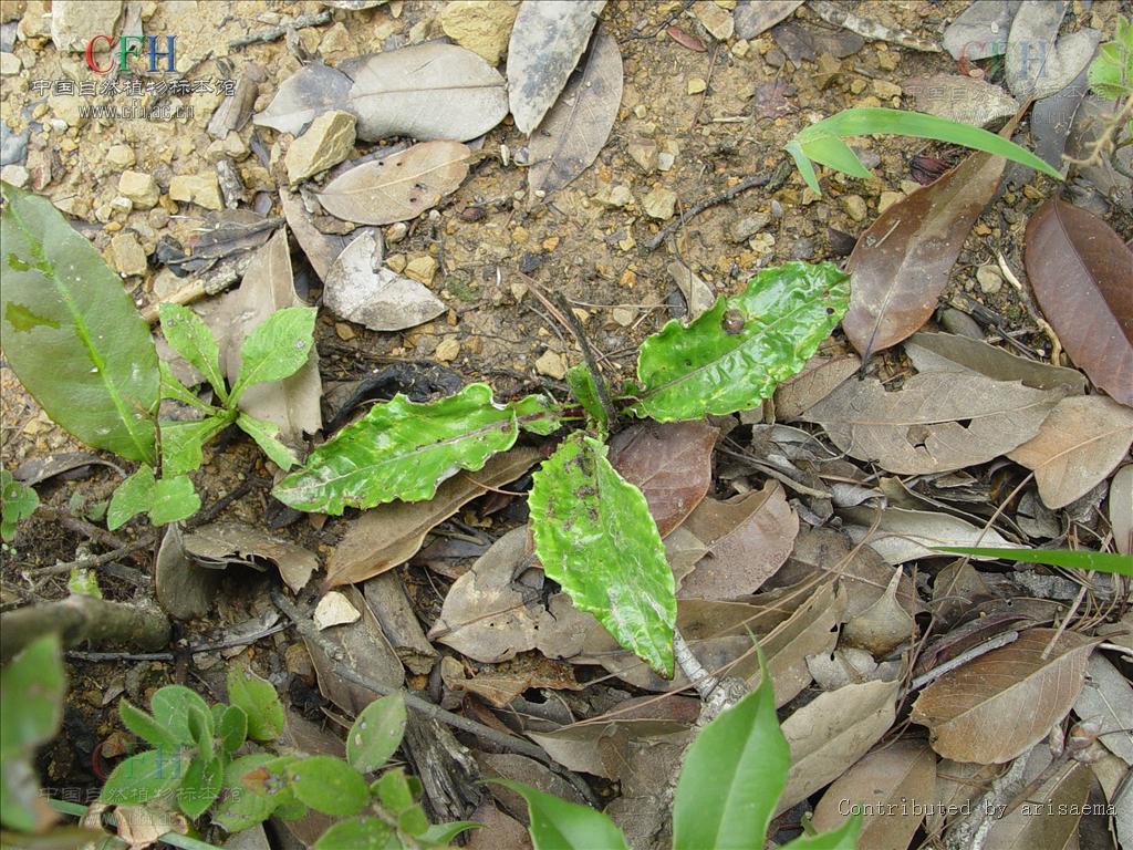  p>白背风毛菊,为 a target="_blank" href="/item/双子叶植物纲