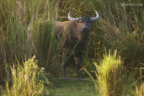 水牛英文,英文 p>水牛(学名:bubalus bubalus,英文名称:asian buffalo)也叫印度水牛