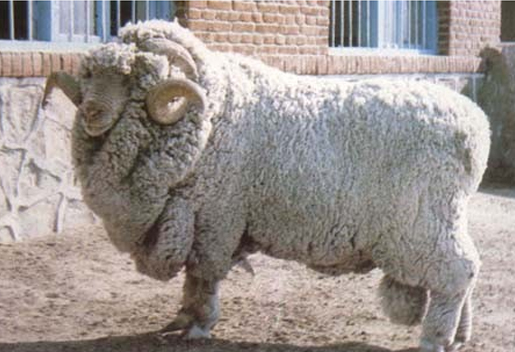 中国美利奴绵羊