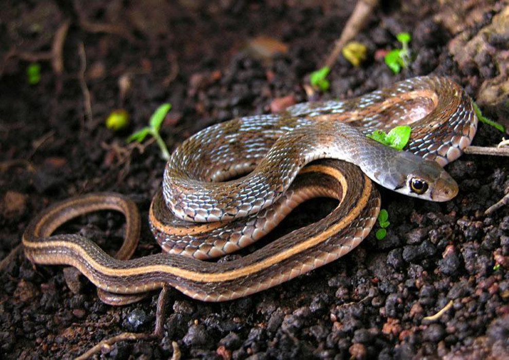 esma stolata)为 a href="#">蛇亚目 /a> a href="#">游蛇科 /a> a