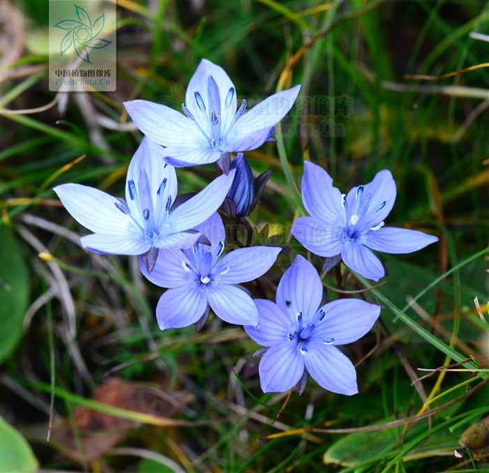  p>美丽肋柱花是肋柱花属,分布在我国四川,贵州,湖北西部,陕西等地.