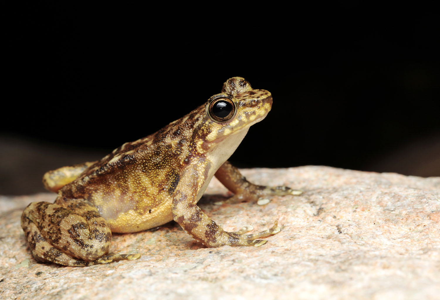  p>华南湍蛙(学名: i>amolops ricketti /i>)为蛙科 a href="#">湍蛙 