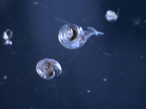  p>海洋酸化是指由于 a target="_blank" href=