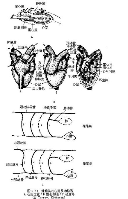 静脉窦_百度百科