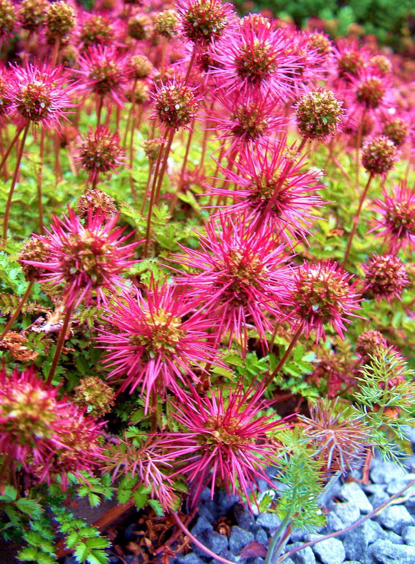  p>蝟菊,拉丁名为olgaea lomonosowii (trautv.