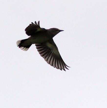  p>灰背椋鸟(学名: i>sturnus sinensis /i>):为椋鸟科椋鸟属的鸟类.