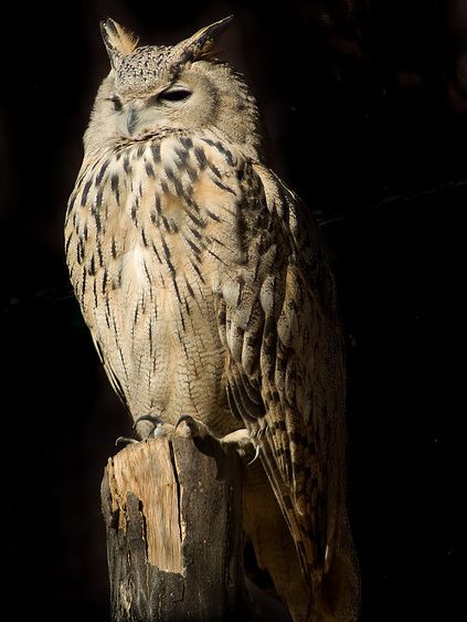  p>雕鸮【diāo xiāo】(学名: i>bubo bubo /i>):亦称雕枭.