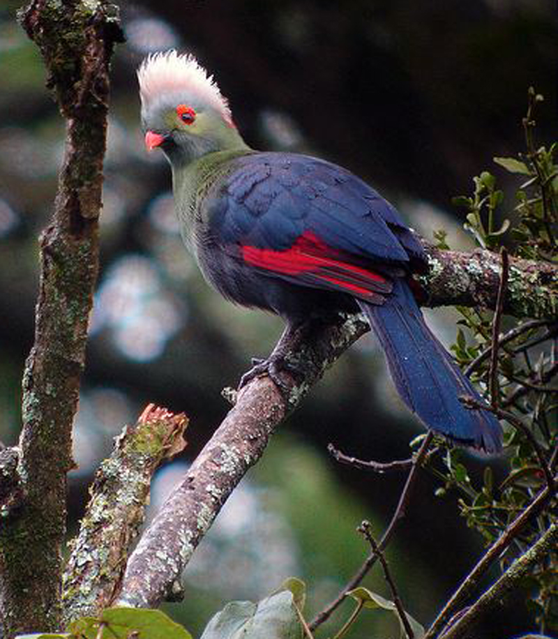 埃塞俄比亚冠蕉鹃