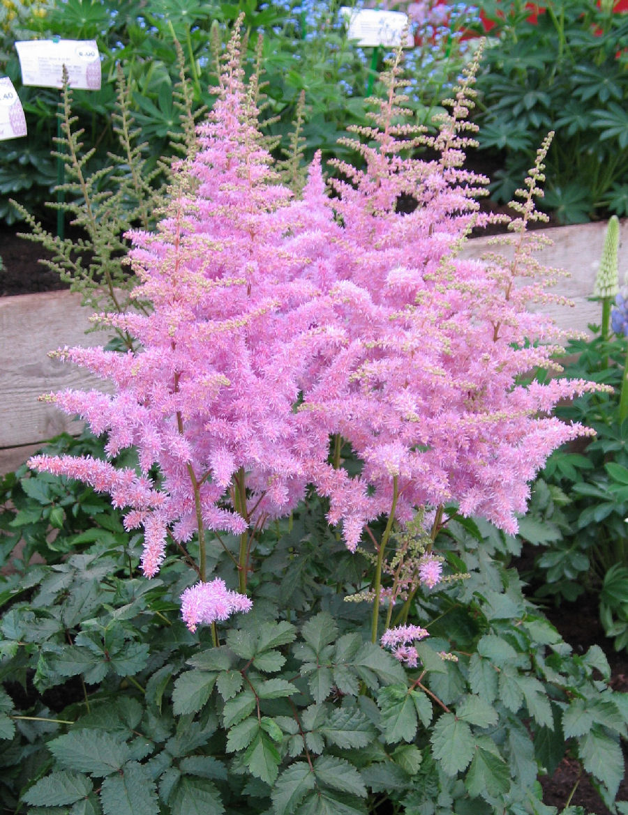  p>落新妇(学名: i>astilbe chinensis /i> (maxim.) franch.