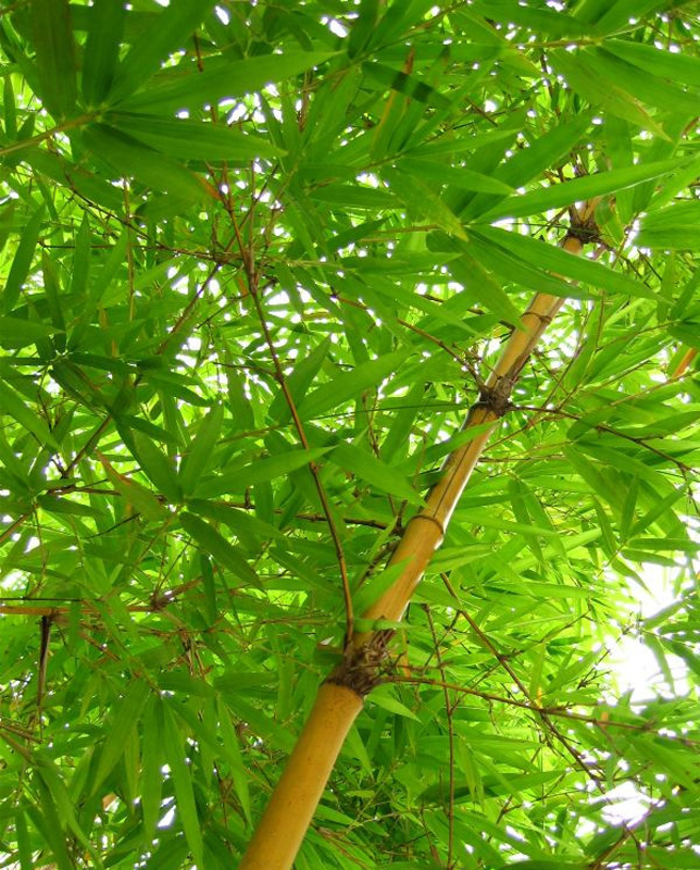 chimonobambusa var.flexuosa