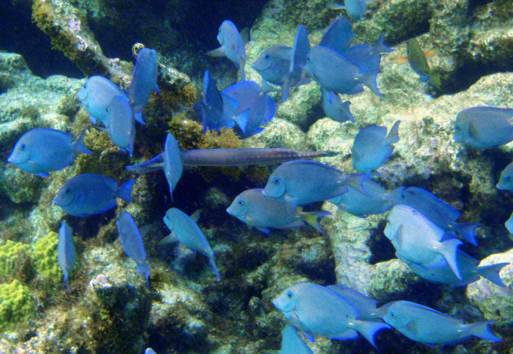  p>蓝刺尾鱼(学名:acanthurus coeruleus).此鱼体呈卵圆形.