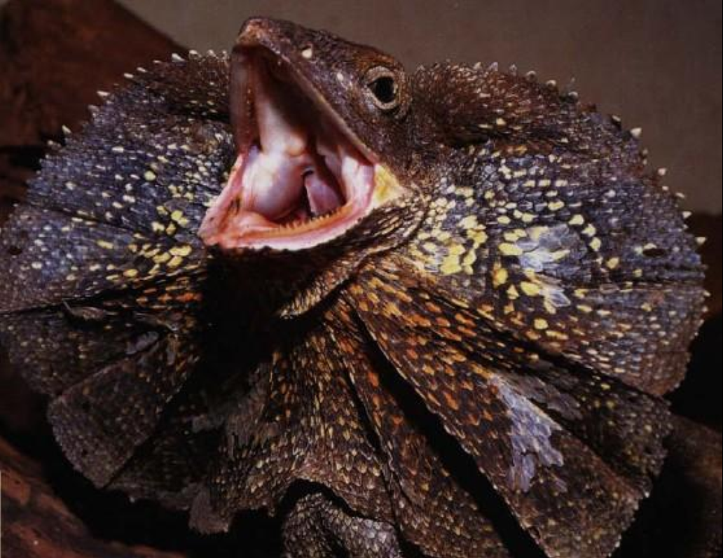 kingii gray,英文名frilled lizard,分布于澳大利亚,巴布亚岛和