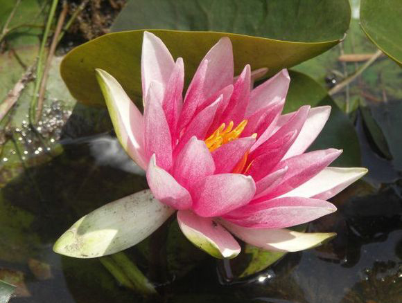 nymphaea perrys pink bicolor