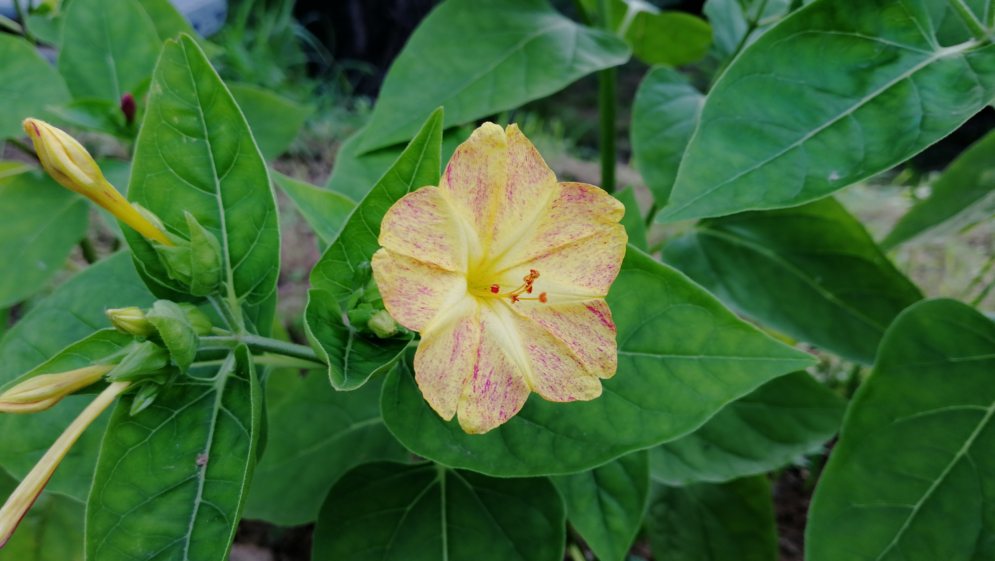  p>花卉,是具有观赏价值的草本植物,是用来描绘欣赏的植物的统称,喜阳