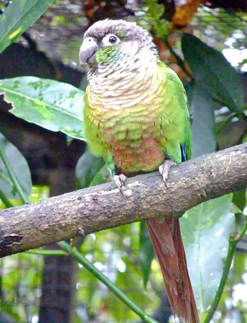  p>绿颊锥尾鹦鹉(学名:pyrrhura molinae)是典型的 a target="_blank"