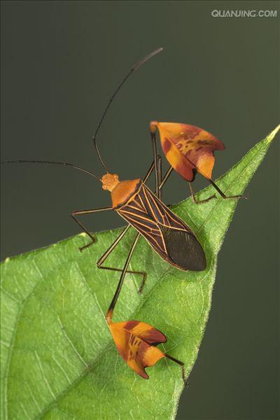  p>半翅目是 a target="_blank" href="/item/胸喙亚目/944904" data