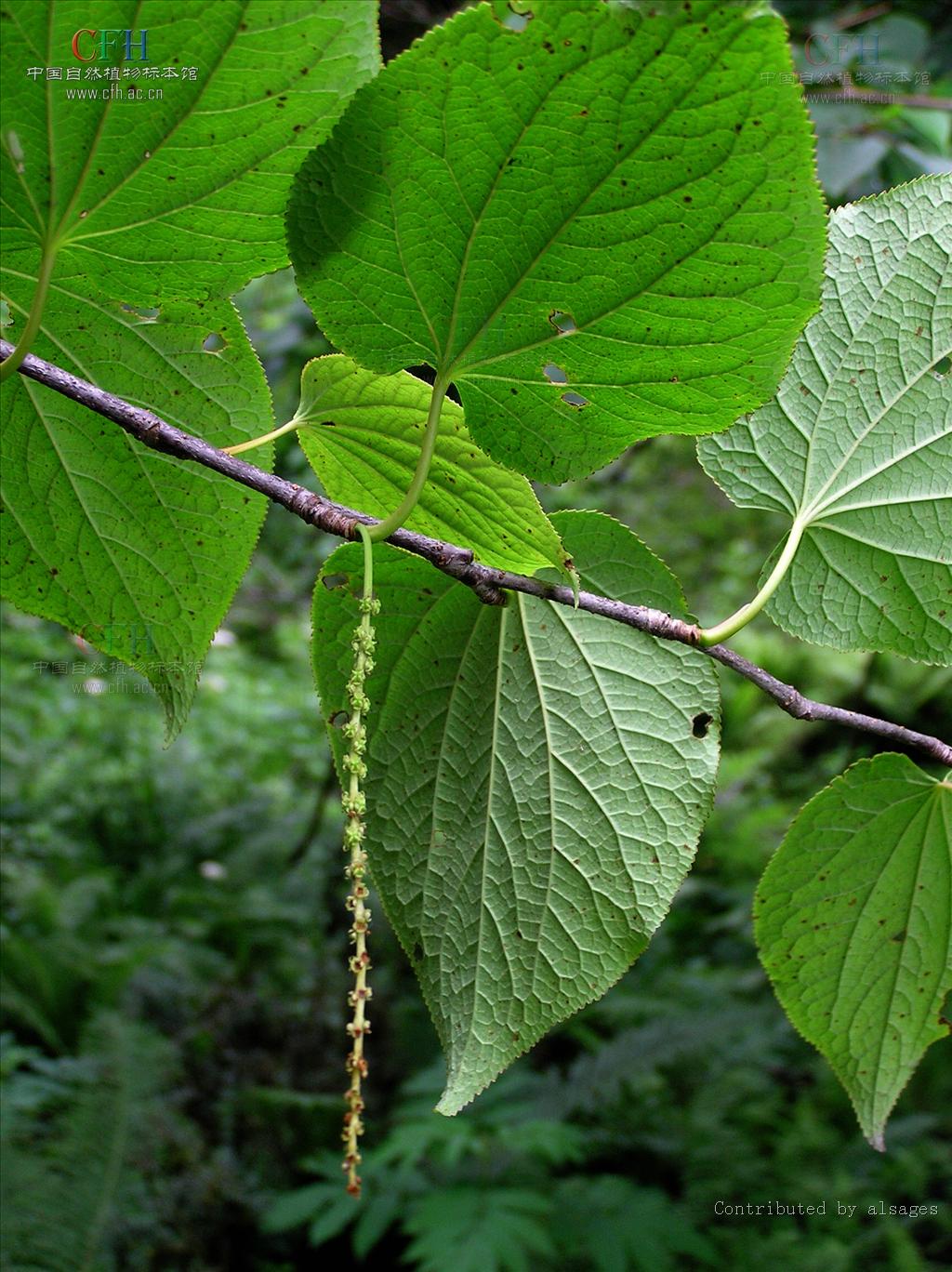 tetracentraceae