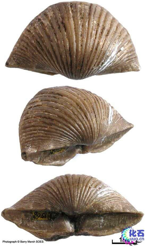  p>货币虫(nummulites) 古 a href="#" data-lemmaid="149803">无脊椎