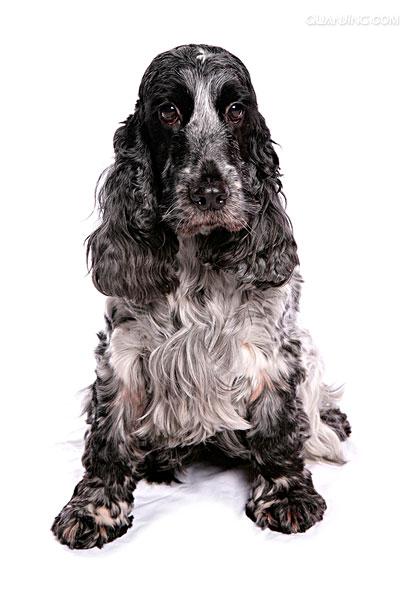 english cocker spaniel)又称 a href="#">确架獚 /a>, a href="#"