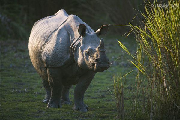  p>印度犀(学名: i> /i> i>rhinoceros unicornis /i>):体长2.1-4.