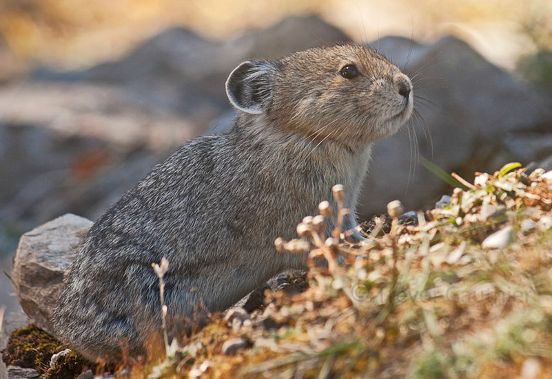  p>北美鼠兔(学名: i>ochotona princeps /i>):是哺乳纲,鼠兔科的动物