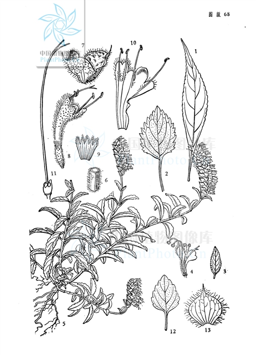  p>水香薷(学名: i>elsholtzia kachinensis /i>  prain):铺散草本,茎