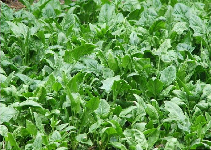 鹦鹉菜等,属藜科 a target="_blank" href="/item/菠菜属">菠菜属 /a>