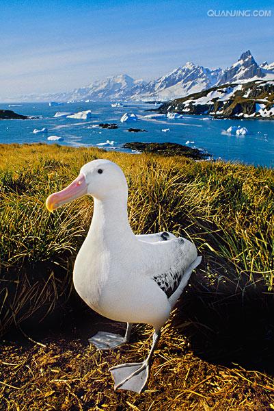 wandering albatross