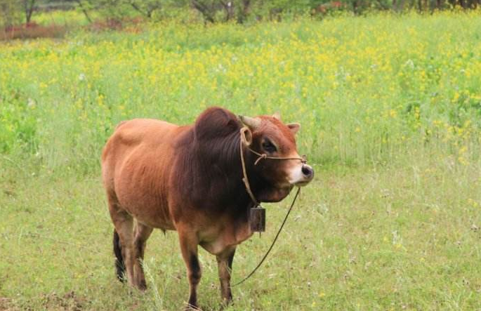  p>云南高峰牛又名云南瘤牛,主要产区为德宏傣族 a target="_blank"