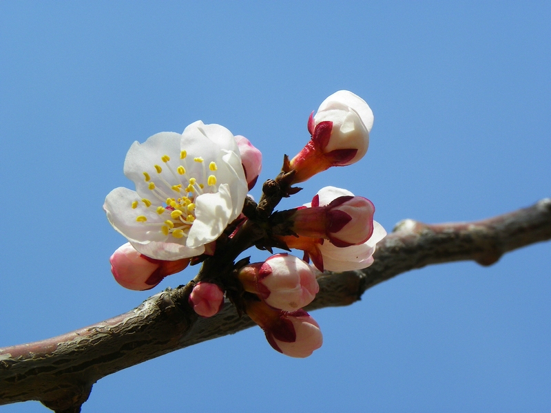  p>辽梅山杏(学名: i>armeniaca sibirica /i> var.