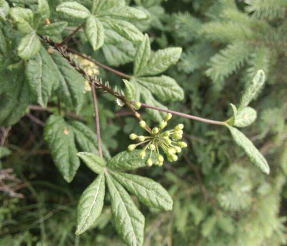  p>红毛五加(学名: i>eleutherococcus /i>  i>giraldii /i> (harms)