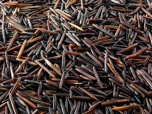 oryza rufipogon griff.