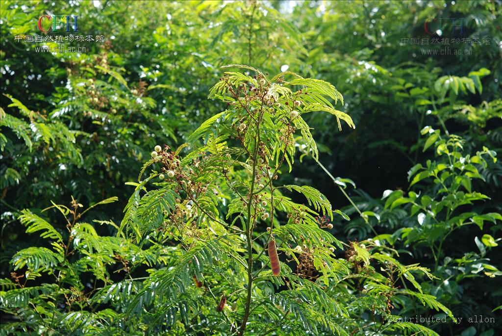  p>羽叶金合欢(学名: i>acacia pennata /i> (l.) willd.