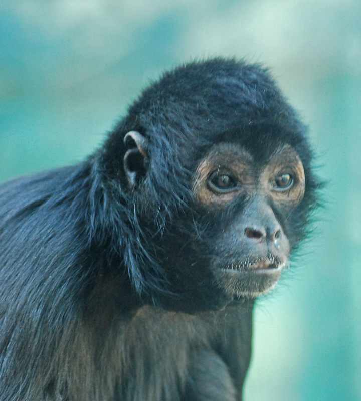  p>【英文名称】muriqui, southern muriqui, woolly spider monkey 