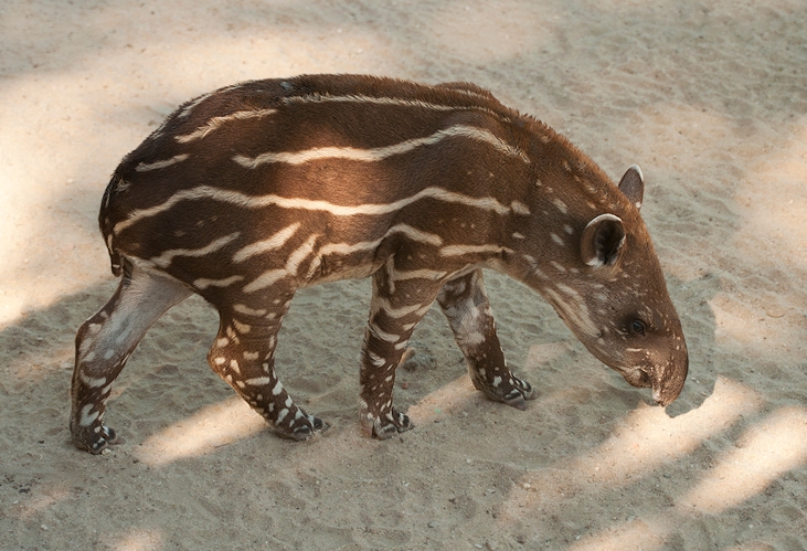 south american tapir