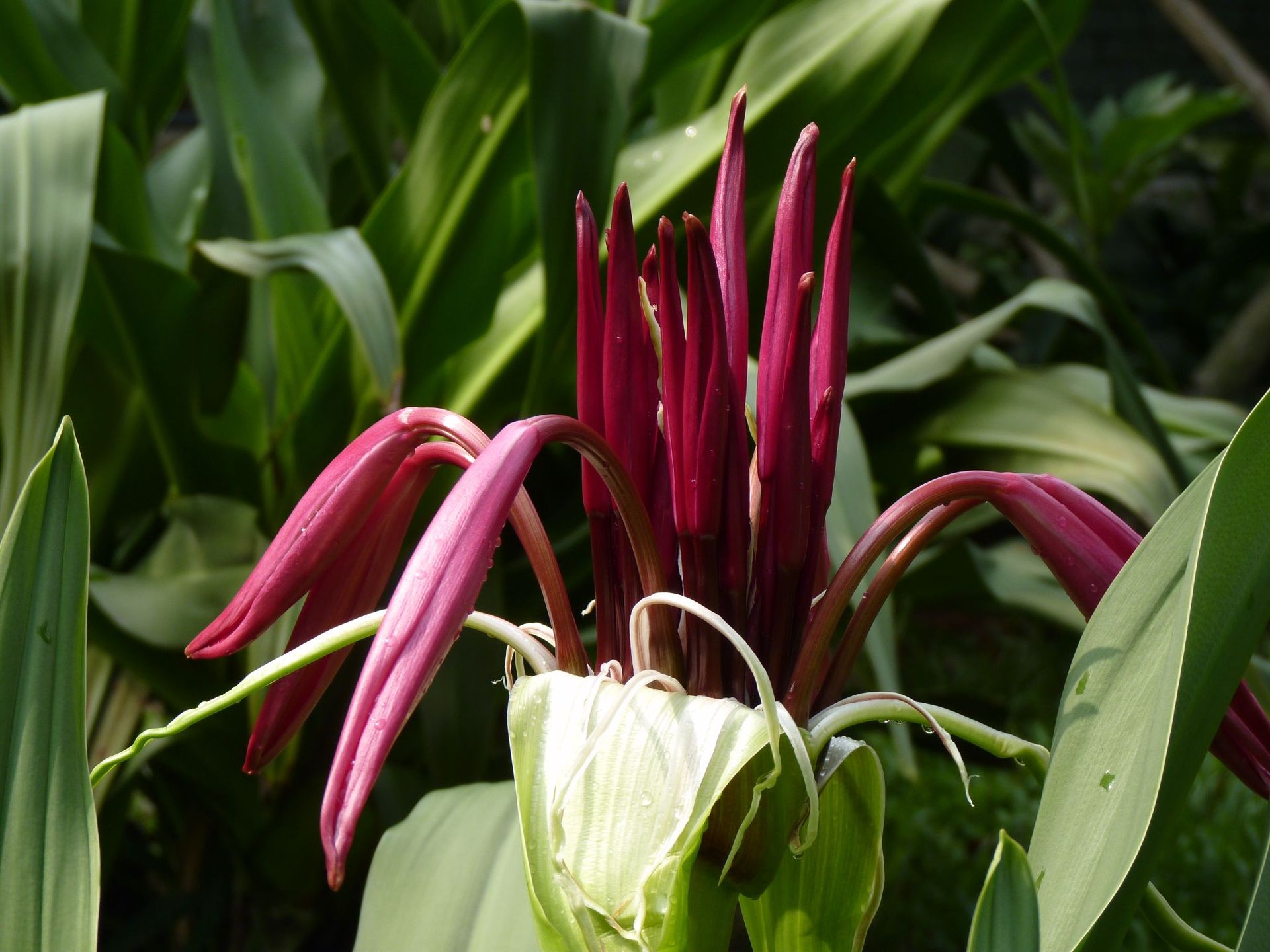  p data-id="tb840iexlmfj">香殊兰是石蒜科文殊兰属多年生球根花卉.