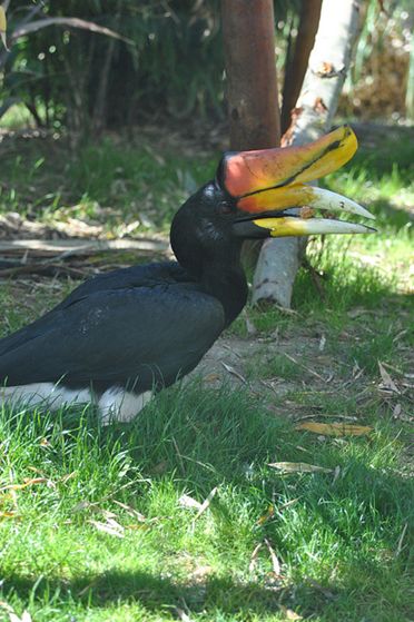  p>马来犀鸟(学名:buceros rhinoceros)是一种 a