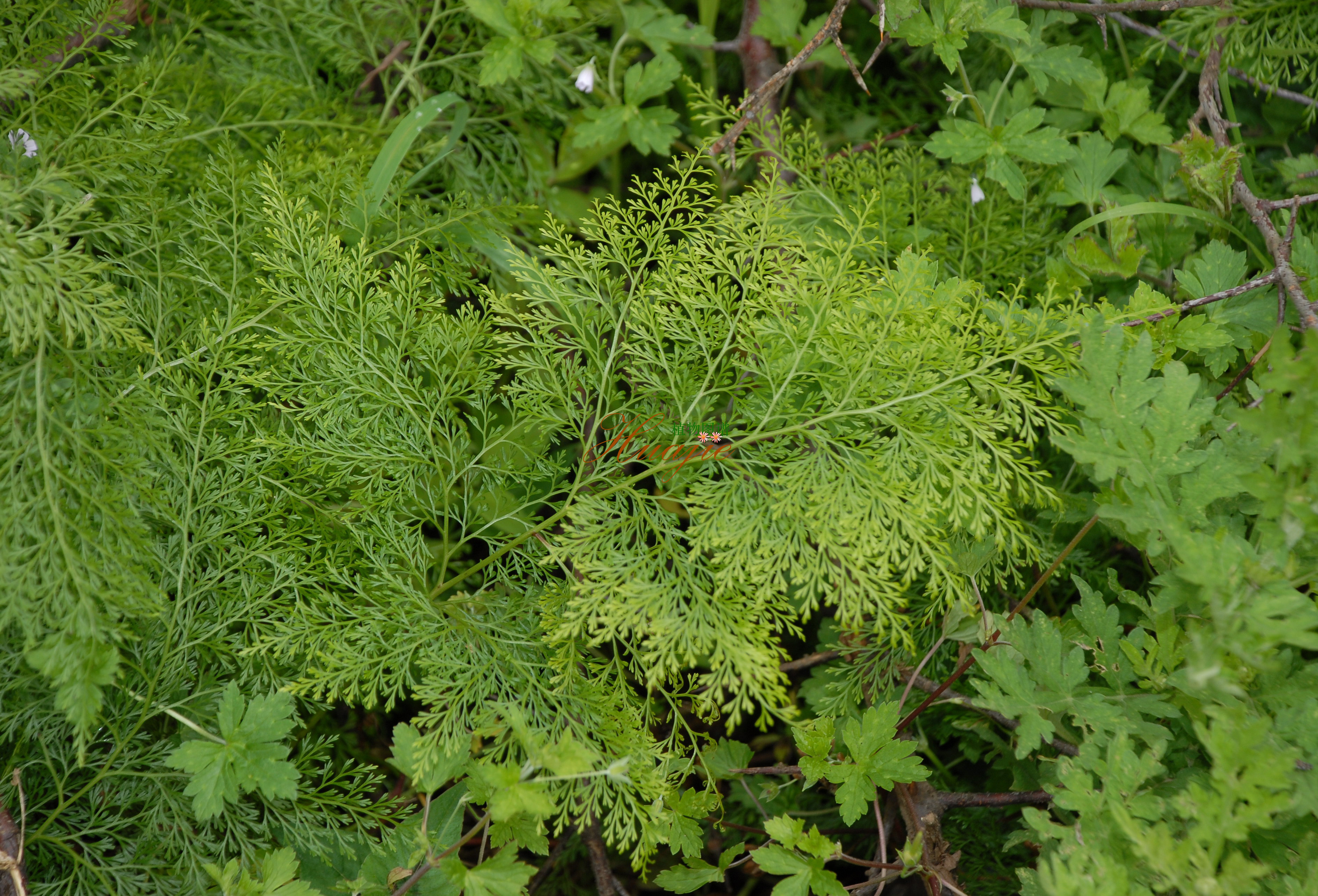  p data-id="gnffcrxzsp">瘤足蕨( i>plagiogy