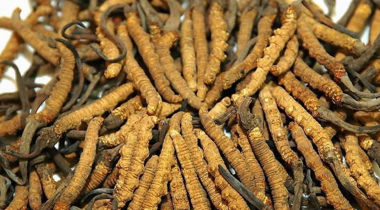  p data-id="gnx6gwjg3w">虫草蝙蝠蛾( i>hepialus armoricanus) /i>