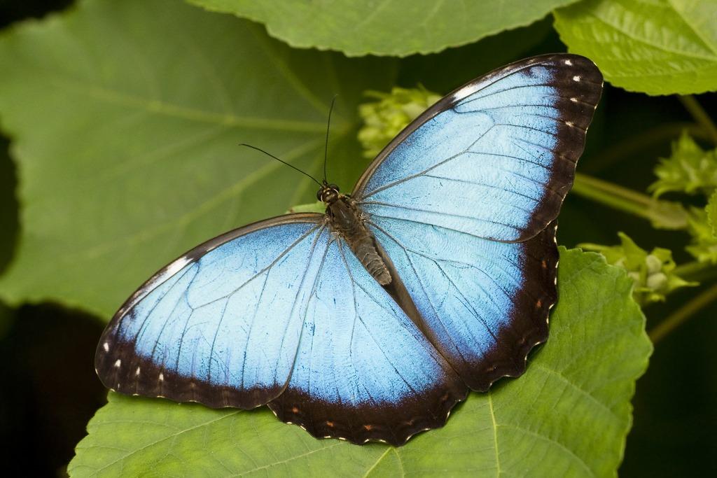  p>卡西美蓝闪蝶, i>morpho rhetenor cacica  