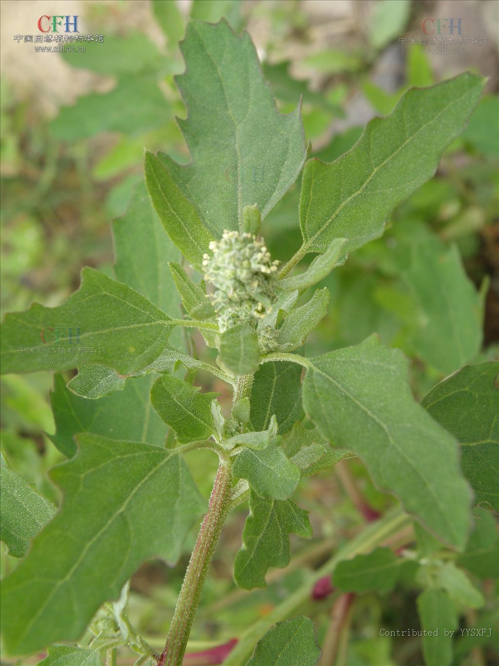 藜属, a target="_blank" href="/item/藜科">藜科 /a>,约250种,分布