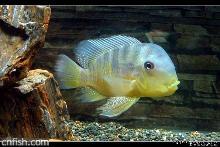  p>和尚鱼(geophagus balzanii):杂食性,体形圆润,个性温和接近于关刀